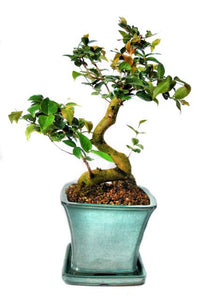This bonsai have very striking, dark green leaves which are formed in pairs. The bark is red in colour which contrasts beautifully with the leaves. During springtime, this bonsai may produce small white flowers and edible fruit. This bonsai thrives in indoor conditions.
