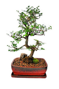 Chinese Elm (Ulmus Parvifolia) 12 years old
This amazing tree has small evergreen leaves which last all year long. This bonsai also features solid branching system and has a twisted trunk with exposed roots. The structure of this bonsai gives the appearance of great maturity and age. It is recommended to keep the elm outdoors.