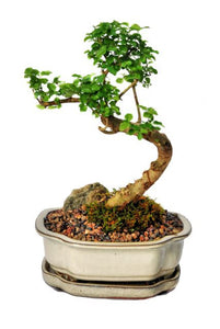 This bonsai blossoms beautiful small white flowers, usually in June. The foliage is very tight and compact making the bonsai very attractive. The trunk develops great stature and character giving the impression of maturity and age. This bonsai is recommended for indoor use.