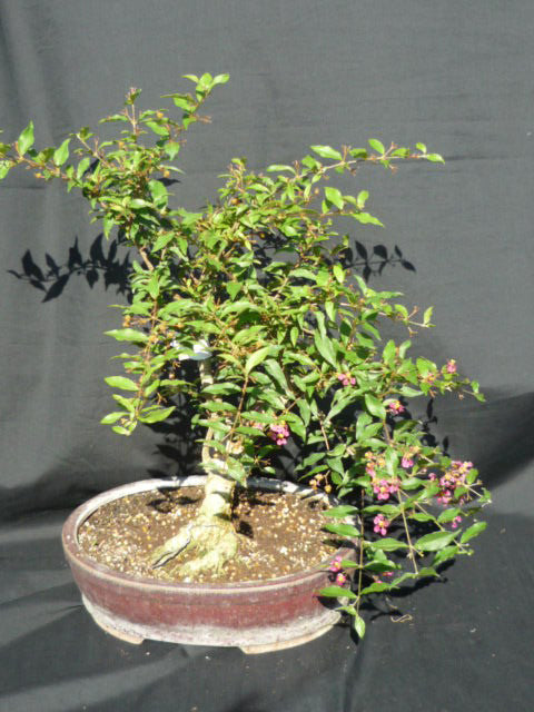 Very popular indoor flowering bonsai.  Good gift tree.