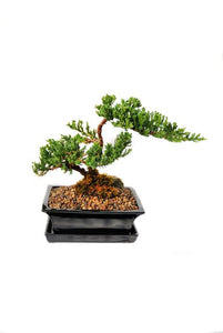 Originated in Japan, this bonsai tree has become the most popular evergreen in North America. When one thinks of a traditional bonsai, a Juniper always comes to mind. Being adaptive and forgiving, Junipers are great trees for beginners.