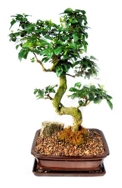 This bonsai blossoms beautiful small white flowers, usually in June. The foliage is very tight and compact, making the bonsai very attractive. The trunk develops great stature and character giving the impression of maturity and age. This bonsai is recommended for indoor use.
