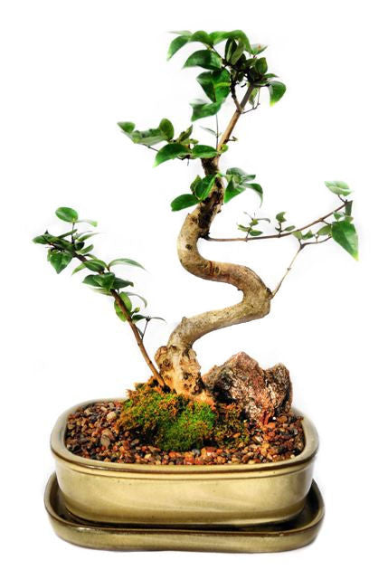This bonsai have very striking, dark green leaves which are formed in pairs. The bark is red in colour which contrasts beautifully with the leaves. During springtime, this bonsai may produce small white flowers and edible fruit. This bonsai thrives in indoor conditions.