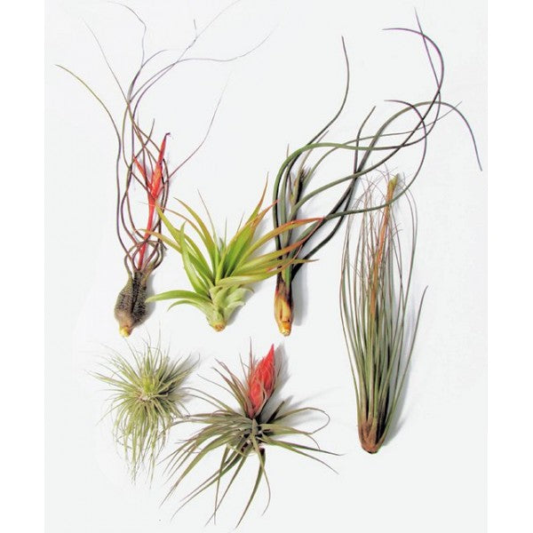 Package of Large Air Plants (6 pieces)