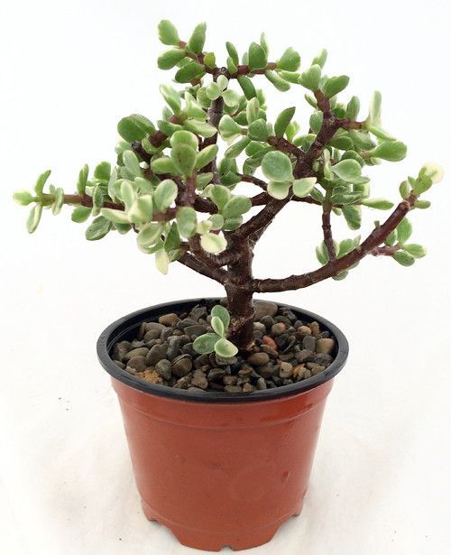 miniature variegated jade plant Variegated Mini Jade Bonsai