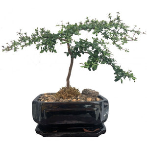 Black Olive Bucida Spinosa Bonsai Extra-Large 10"- Out of Stock