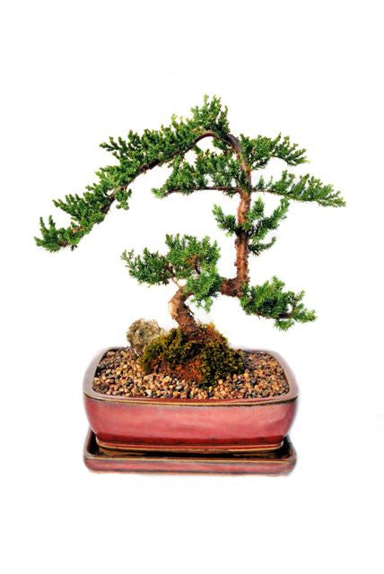 Indoor/ Outdoor Juniper Bonsai  - 7 years old 16" tall
Originated in Japan, this bonsai tree has become the most popular evergreen in North America. When one thinks of a traditional bonsai, a Juniper always comes to mind. Being adaptive and forgiving, Junipers are great trees for beginners