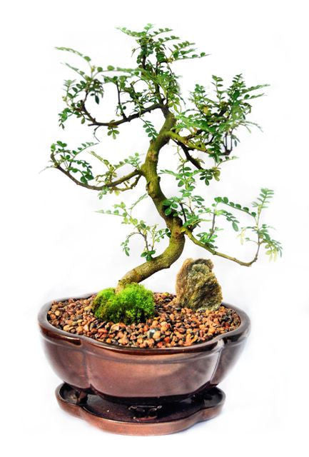 Chinese Pepper or "sichuan pepper" refers to a spice obtained form a group of closely related plants of genus Zanthoxylum. In Asia, most representatives of this genus are found in the Himalaya region. During springtime, this bonsai may produce small yellow flowers and edible fruit. This bonsai thrives in indoor conditions.