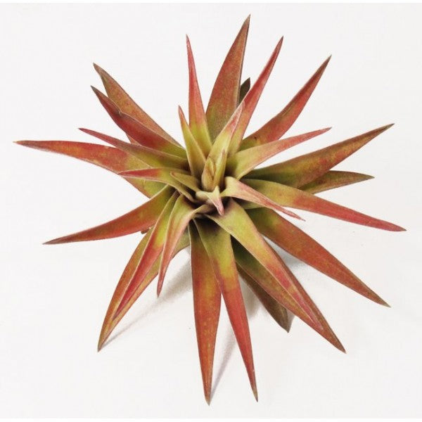 Abdita - Air Plant