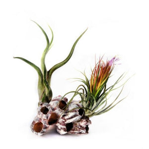 Air Plants on Pink Barnacle 2