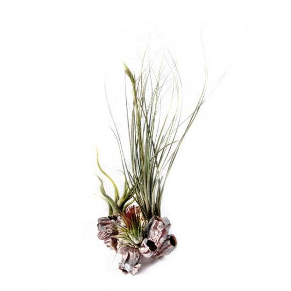 Air Plants on Pink Barnacle