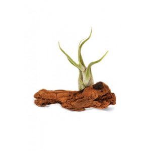 Air plants on Grape Wood