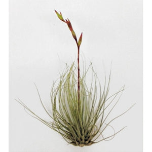 Agentea - Air Plant