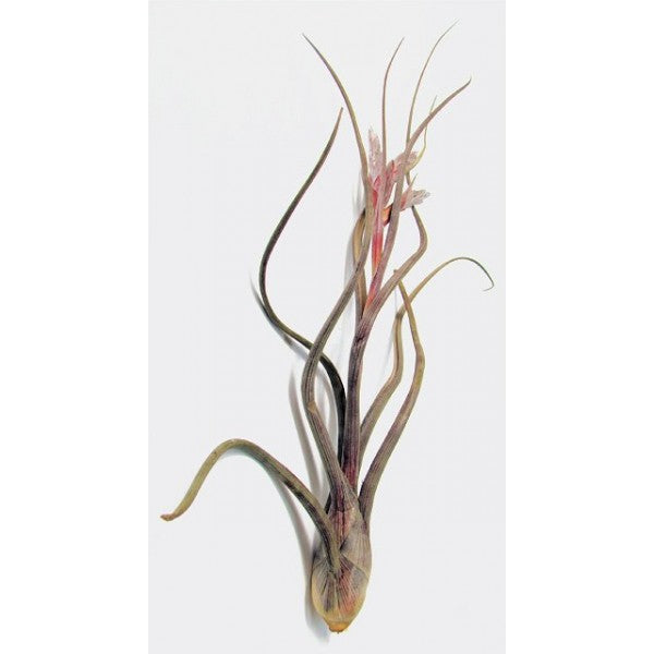 Baileyii - Air Plant