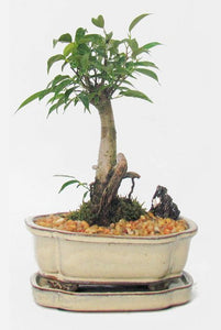 Ficus Oriental Bonsai Medium