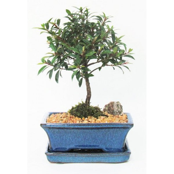 Brush Cherry Eugenia Myrtifolia Bonsai Small