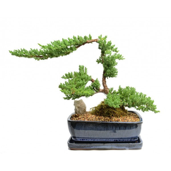 Juniper Bonsai Tree in a 7" pot  Medium-