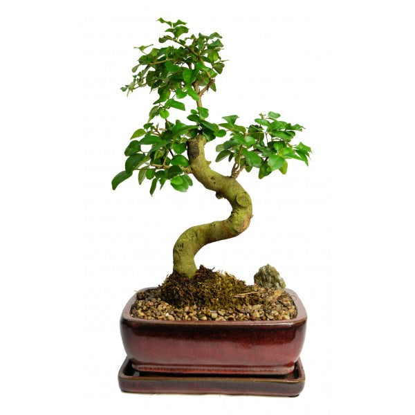 Privet Ligustrum Lucidum Large Styled-