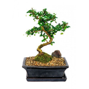 Carmona Microphylla Bonsai Large ( SmallLeaved Fukien Tea) Out of Stock