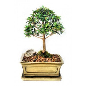 BRUSH CHERRY LARGE 8" EUGENIA BONSAI- Out of Stock