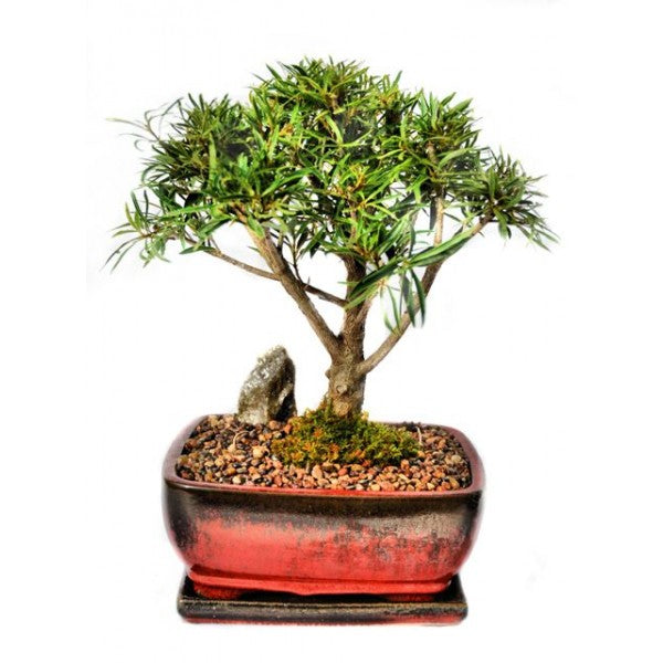 Ficus Nerifolia Bonsai Large-