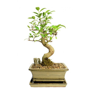 Styled Ficus Tiger Bark Bonsai Large-