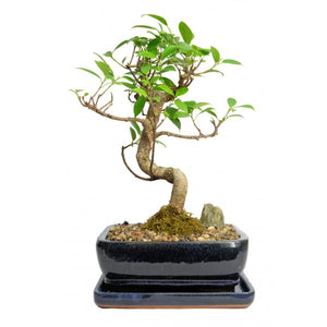 Styled Ficus Tiger Bark Bonsai Medium