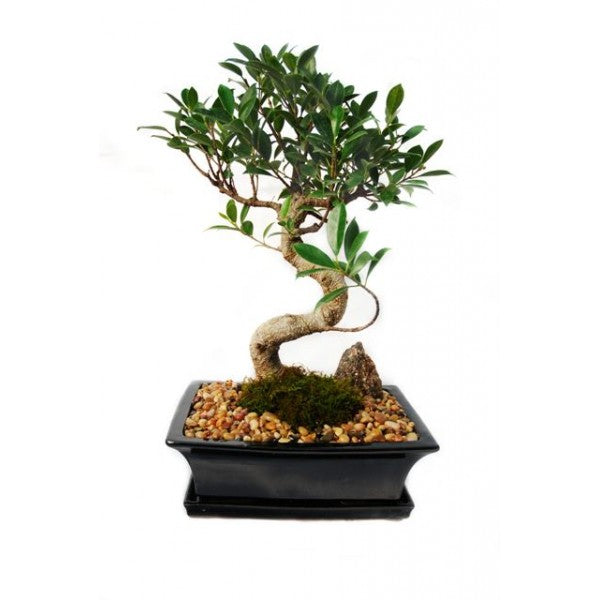 Styled Ficus Tiger Bark Bonsai Extra