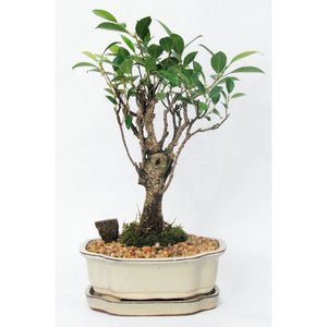 Styled Ficus Tiger Bark Straight Bonsai Medium