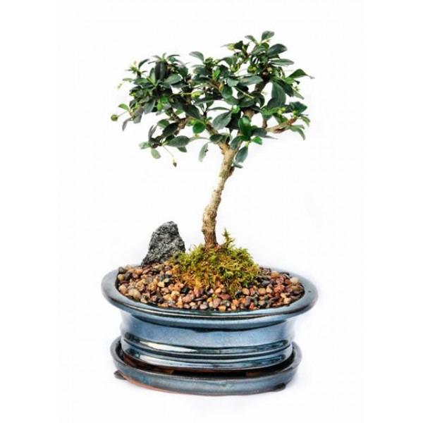 Create Your Own Bonsai- Fukien Tea-