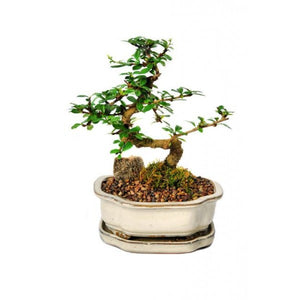 Fukien Tea Bonsai Medium