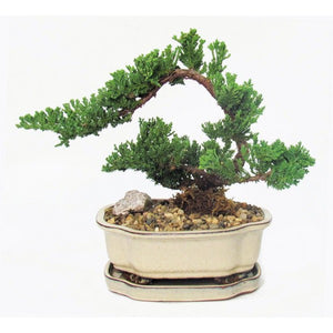 Juniper Bonsai Cascade Small-