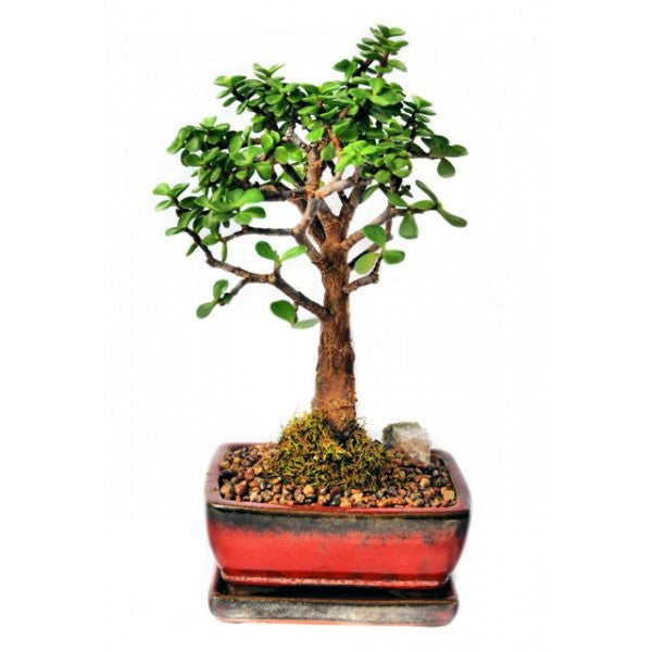 Mini Kit Zen Graines Bonsai