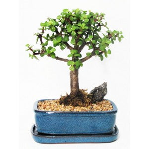 MINI JADE MEDIUM 7" BONSAI