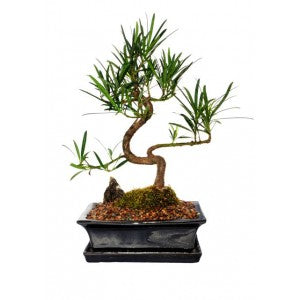 BONSAI PODOCARPUS BUDDHIST PINE LARGE 8" Out of stock