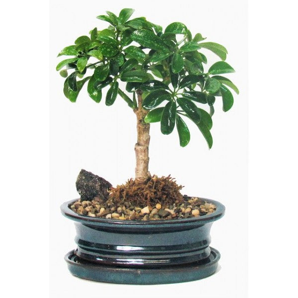 schefflera arboricola bonsai for sale Schefflera Bonsai Medium