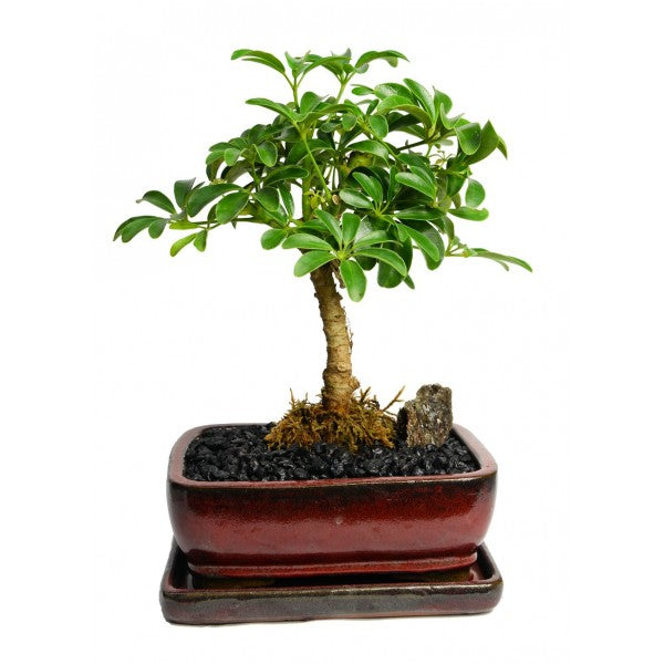 Schefflera Bonsai Large