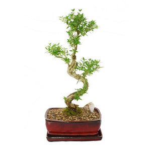Snow Rose Serissa Styled Bonsai Large- Out of stock