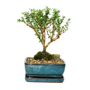 Snow Rose Serissa Bonsai -  Small