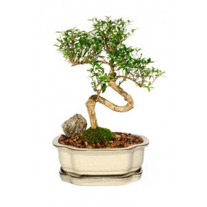 SERISSA SNOWROSE MEDIUM SERISSA BONSAI  7" POT- 'S' BEND