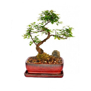 Sweet Plum Sageretia Theezans Styled Bonsai Large