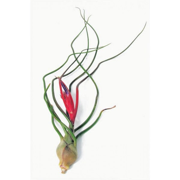 Bulbosa - Air Plant