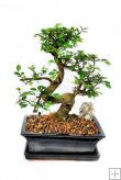 Chinese Elm (Ulmus Parvifolia) 6-8 years old
This amazing tree has small evergreen leaves which last all year long. This bonsai also features solid branching system and has a twisted trunk with exposed roots. The structure of this bonsai gives the appearance of great maturity and age. It is recommended to keep the elm outdoors.