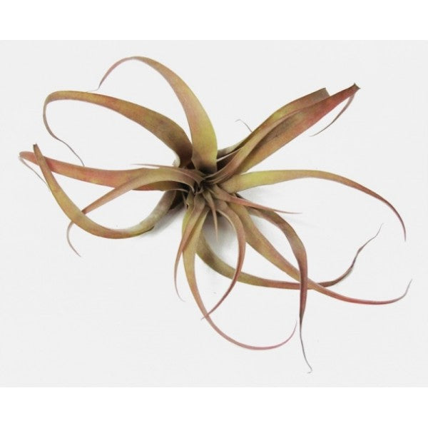 Capitata Peach - Air Plant
