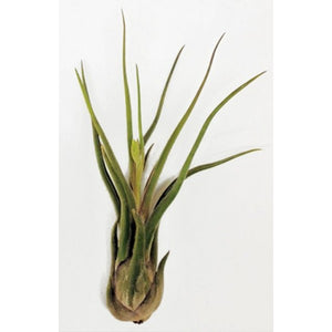 Caput Medusae - Air Plant