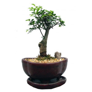 Chinese Elm Bonsai Small- - Sold out