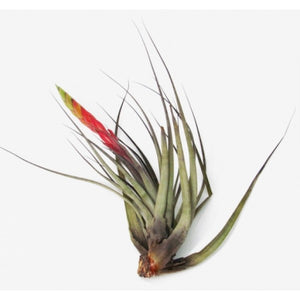 Air Plant Fasciculata