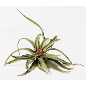 Air Plant Harrisii