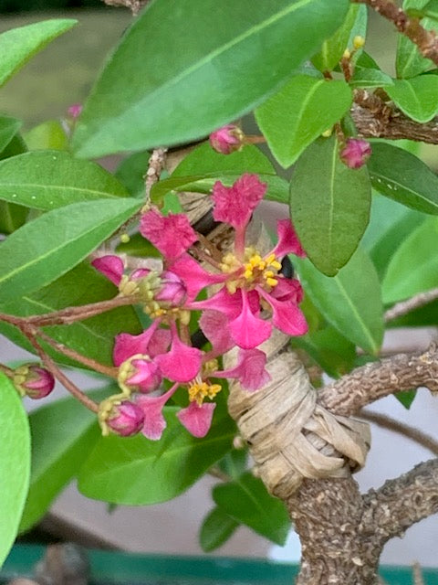 Barbados Cherry Small (Malpighia Pendiculata)
