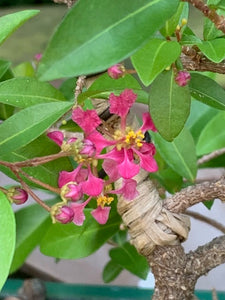 Barbados Cherry Small (Malpighia Pendiculata)